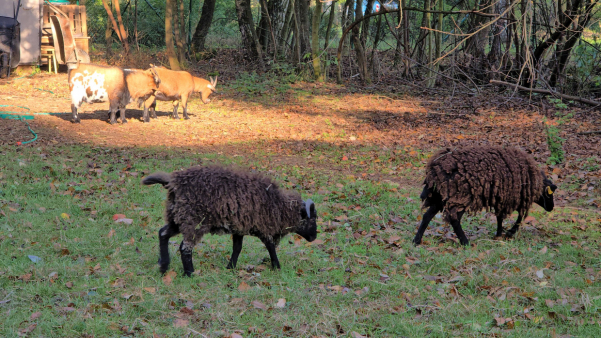 d10a0296a7599ba598855252c58bb244 (1)